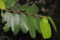 Drypetes oblongifolia